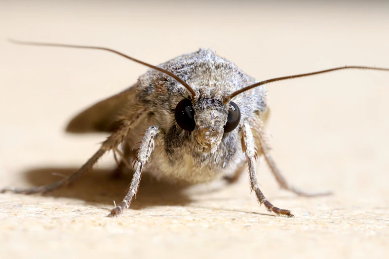 A bogong moth.