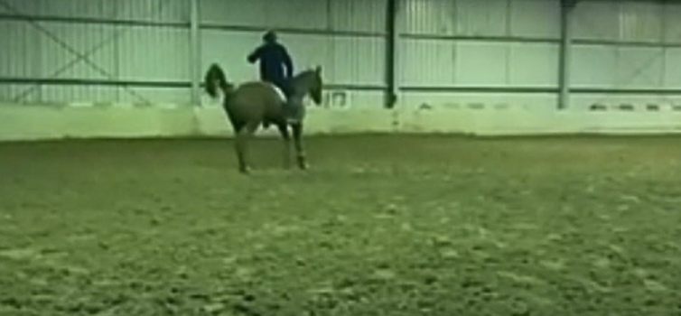 Footage appears to show Heath Ryan whipping a horse repeately.
