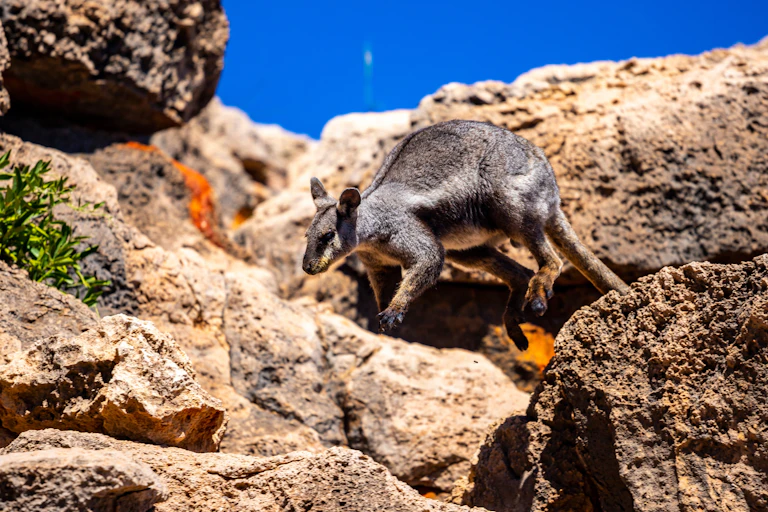 A black-flanked rock-wallaby (warru) jumping on rocks against a deep blue sky