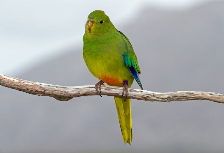 An orange-bellied parrot resting on a branch against a grey background