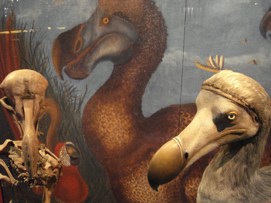 A 'De-extinction' Company Wants to Bring Back the Dodo