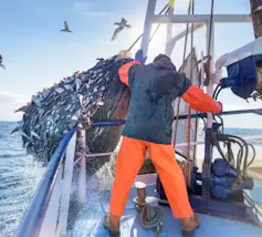 A man standing on a giant commercial boat pulling in a big net full of thousands of fish