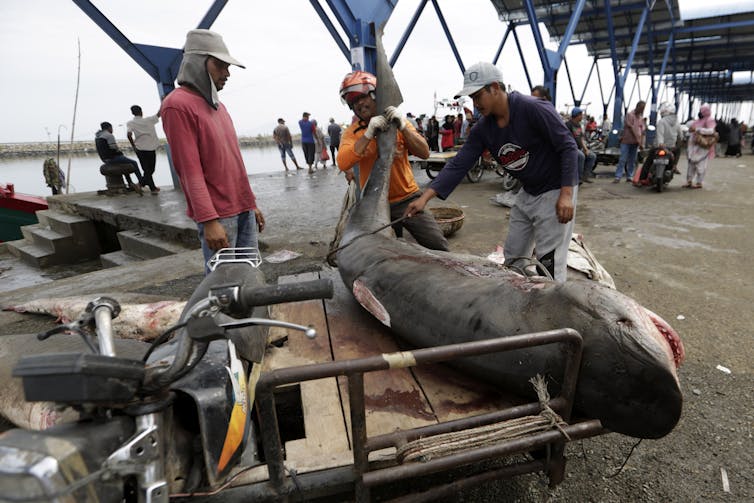 Jaws helped spur a fishing frenzy – so how have the sector’s sharks fared because the 1975 liberate? 2 Three people handle a large shark on a pallet.