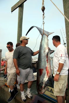 Jaws helped spur a fishing frenzy – so how have the sector’s sharks fared because the 1975 liberate? 1 A fisher stands next to a shark drawn up by a winch.