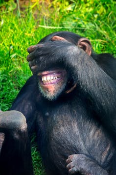 Un chimpancé tapándose los ojos y riendo
