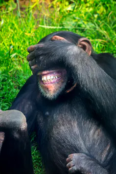 Un chimpancé tapándose los ojos y riendo