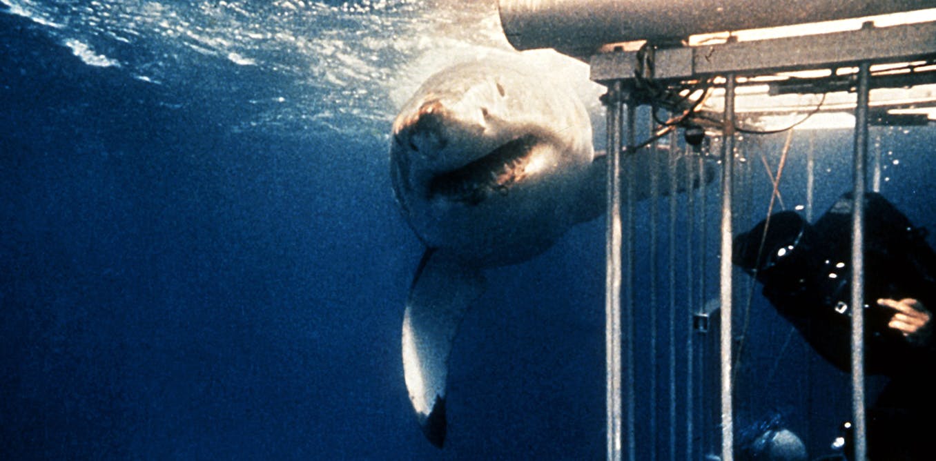 Jaws helped spur a fishing frenzy – so how have the world’s sharks fared since the 1975 release? Jaws helped spur a fishing frenzy – so how have the world’s sharks fared since the 1975 release?