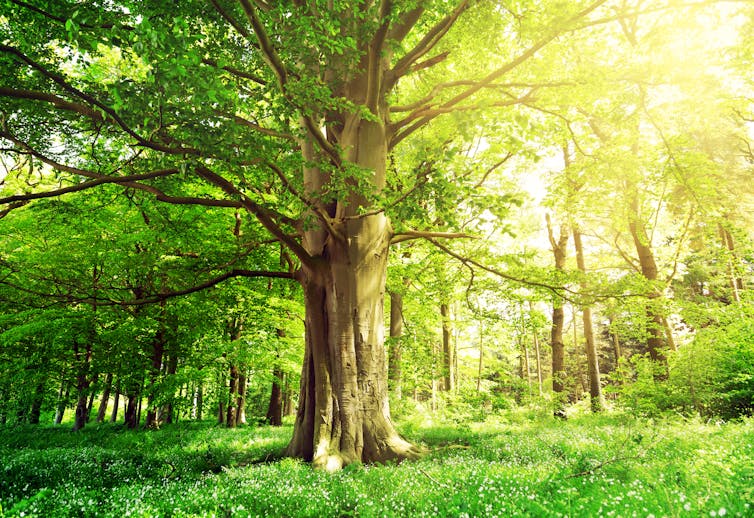 Beech forest with an old tree in the sunlight