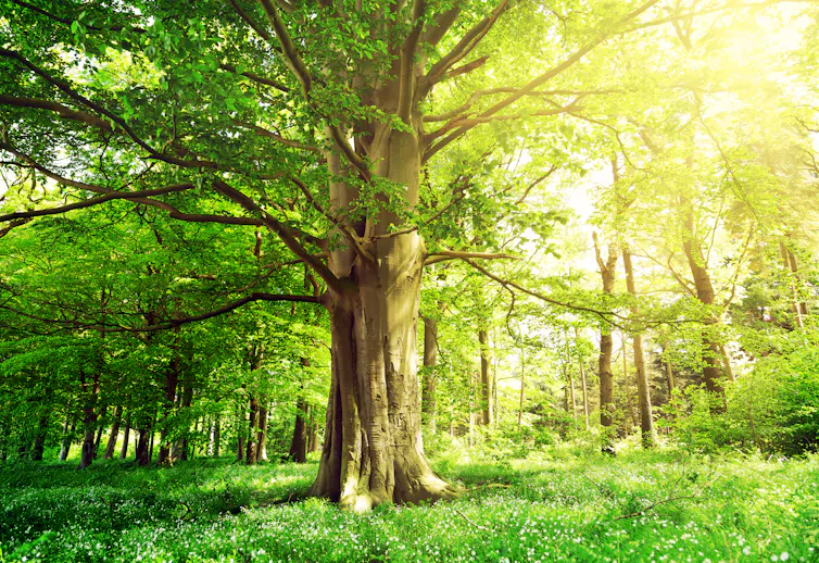 Beech forest with an old tree in the sunlight