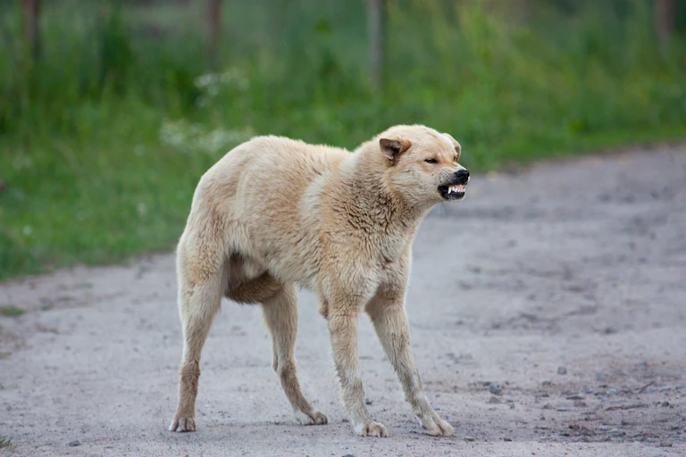 Aggressive dog, baring it's teeth.