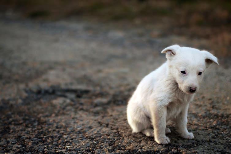 A sad looking stray puppy.