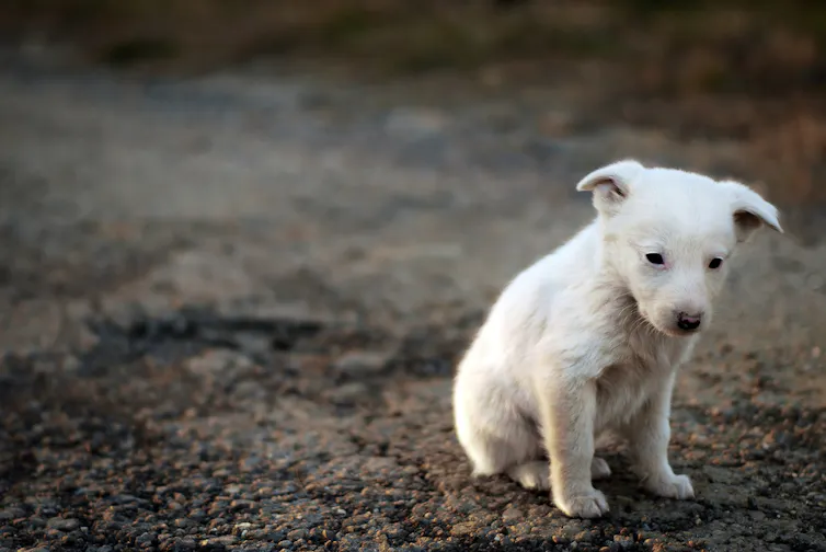 A sad looking stray puppy.