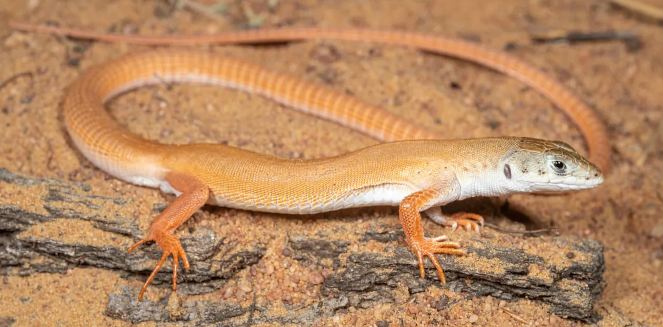 Lizard African Pattern Surprise results in search for South African lizard species that have ...