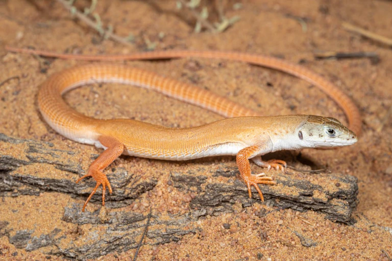 A bright orange lizard on the sand