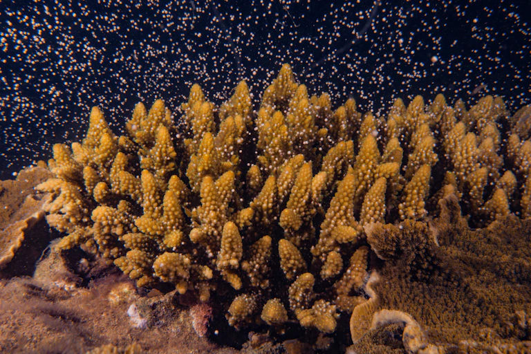 A yellowish coral colony with pink gametes in the water above it.