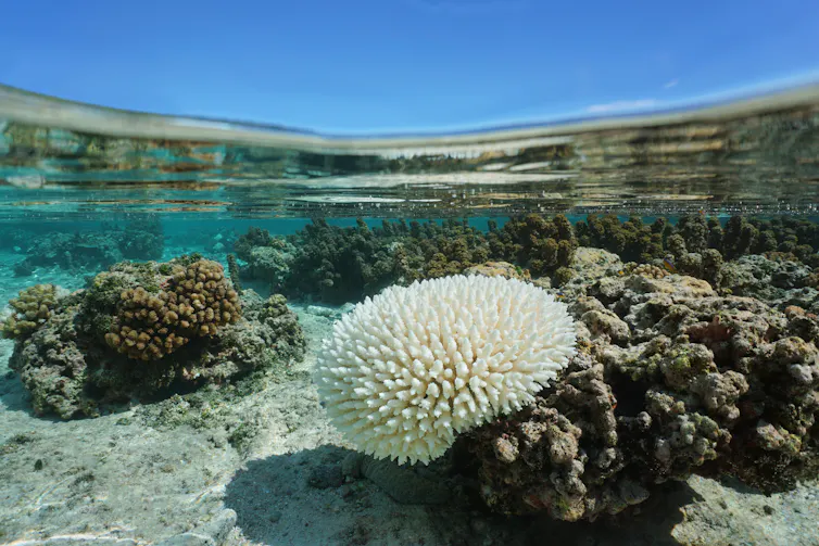 A white hard coral in a shallow tropical lagoon.