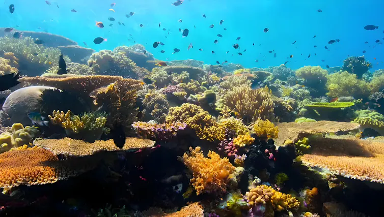A coral reef.