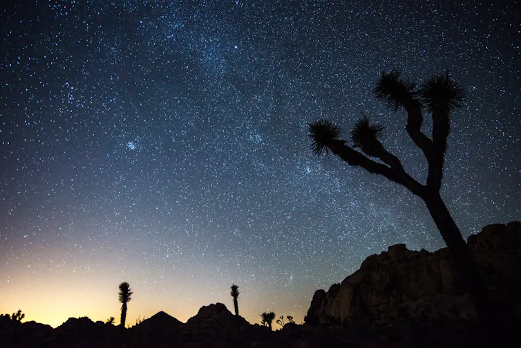 A Joshua tree silhouetted against a starry night sky, with orange glow from artificial lights on the horizon.