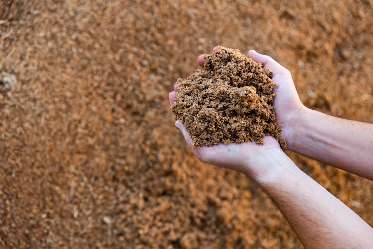 Hands holding a material like brown sugar.