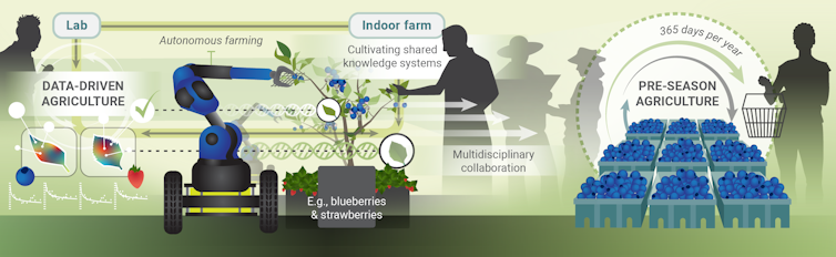 An illustration of a robotic arm used to water blueberry plants