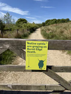 yellow sign on wooden gate, sign says native cattle grazing on heath