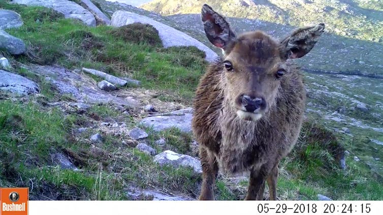 A red deer looks at a camera trap in an upland environment.