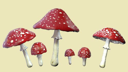 The growing fad of ‘microdosing’ mushrooms is leading to an uptick in poison control center calls and emergency room visits