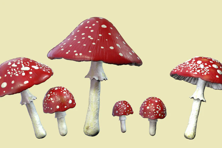 An illustration of amanita mushrooms, characterized by a white stem and red and white cap.
