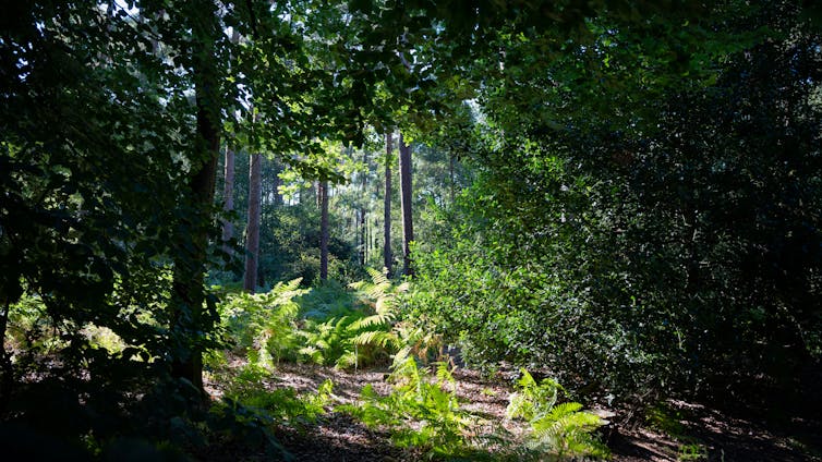 A woodland clearing.