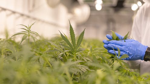 More women are using medical cannabis – but new research shows barriers push some into illegal markets