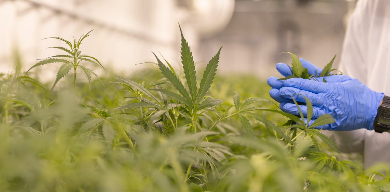 More women are using medical cannabis – but new research shows barriers push some into illegal markets