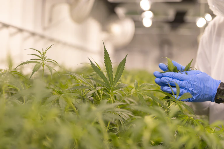 Close-up of marijuana as part of quality control in a greenhouse growing medicinal cannabis