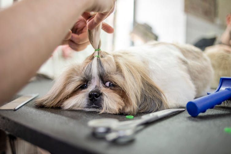 A sad-looking dog with its fur tied in a ponytail
