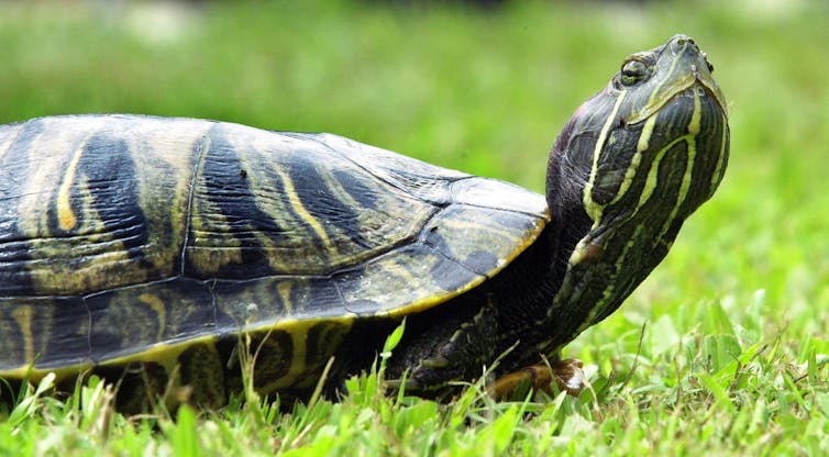A red-eared slider turtle on grass.