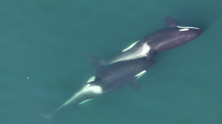 two orcas from above.