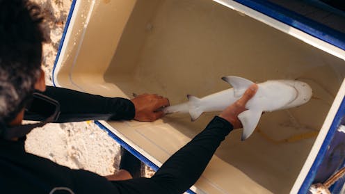 Sharks freeze when you turn them upside down – and there’s no good reason why