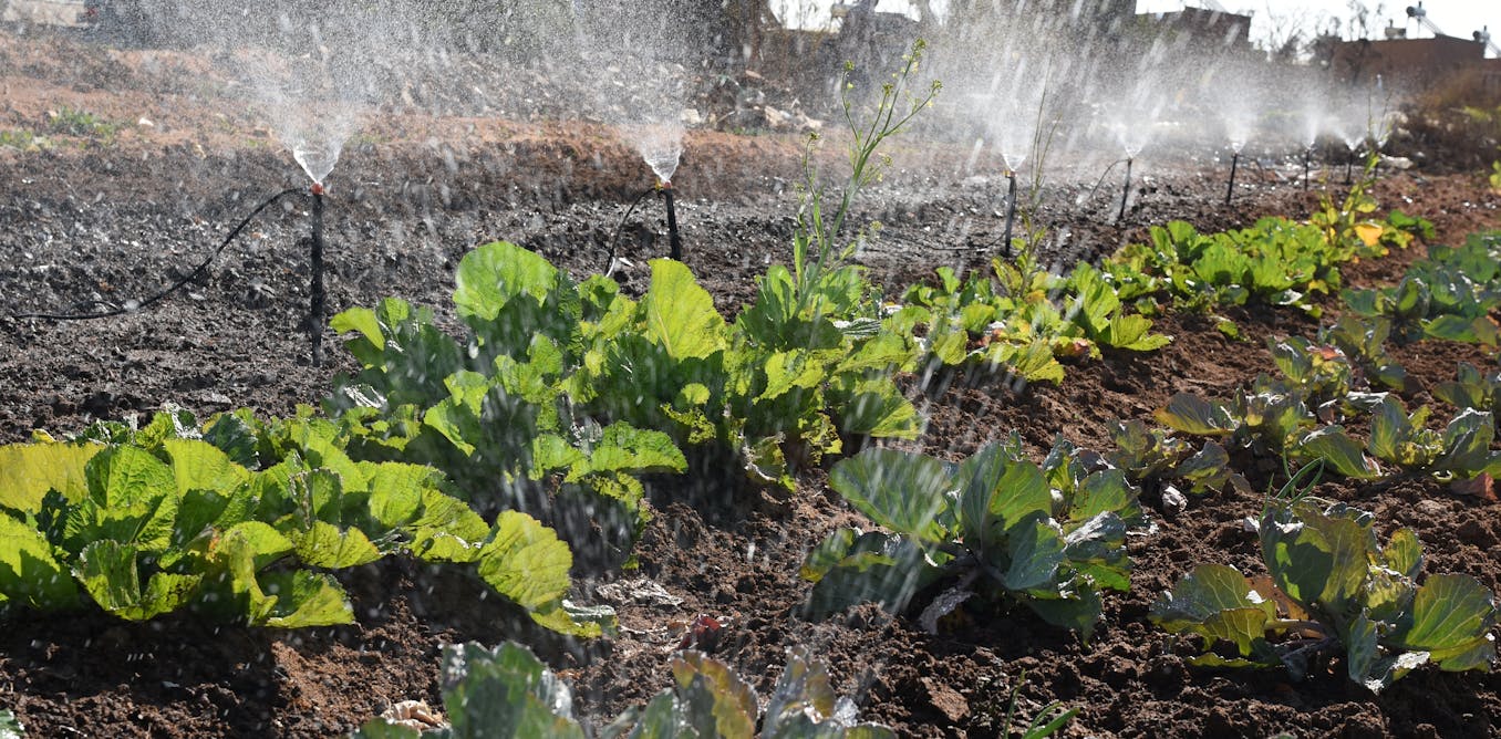 Decades of South African Research Reveal Key Strategies to Reduce Water Contamination in Fruit and Veg Decades of South African Research Reveal Key Strategies to Reduce Water Contamination in Fruit and Veg