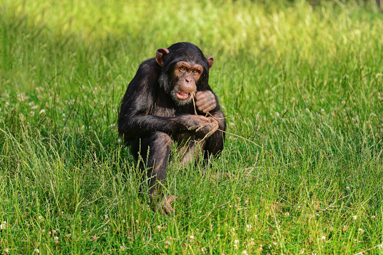 Un chimpancé mastica una hierba en una pradera