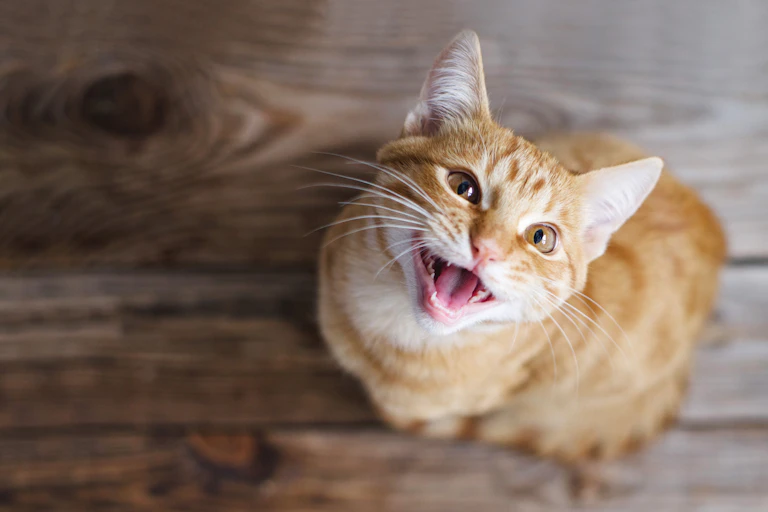 Ginger tabby young cat sitting on a wooden floor looks up, asks for food, meows,