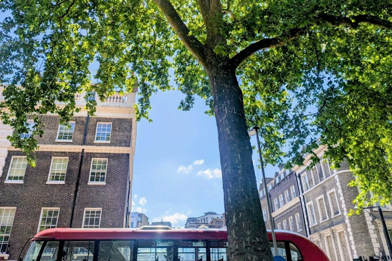 Tree in front of bus and city buildings