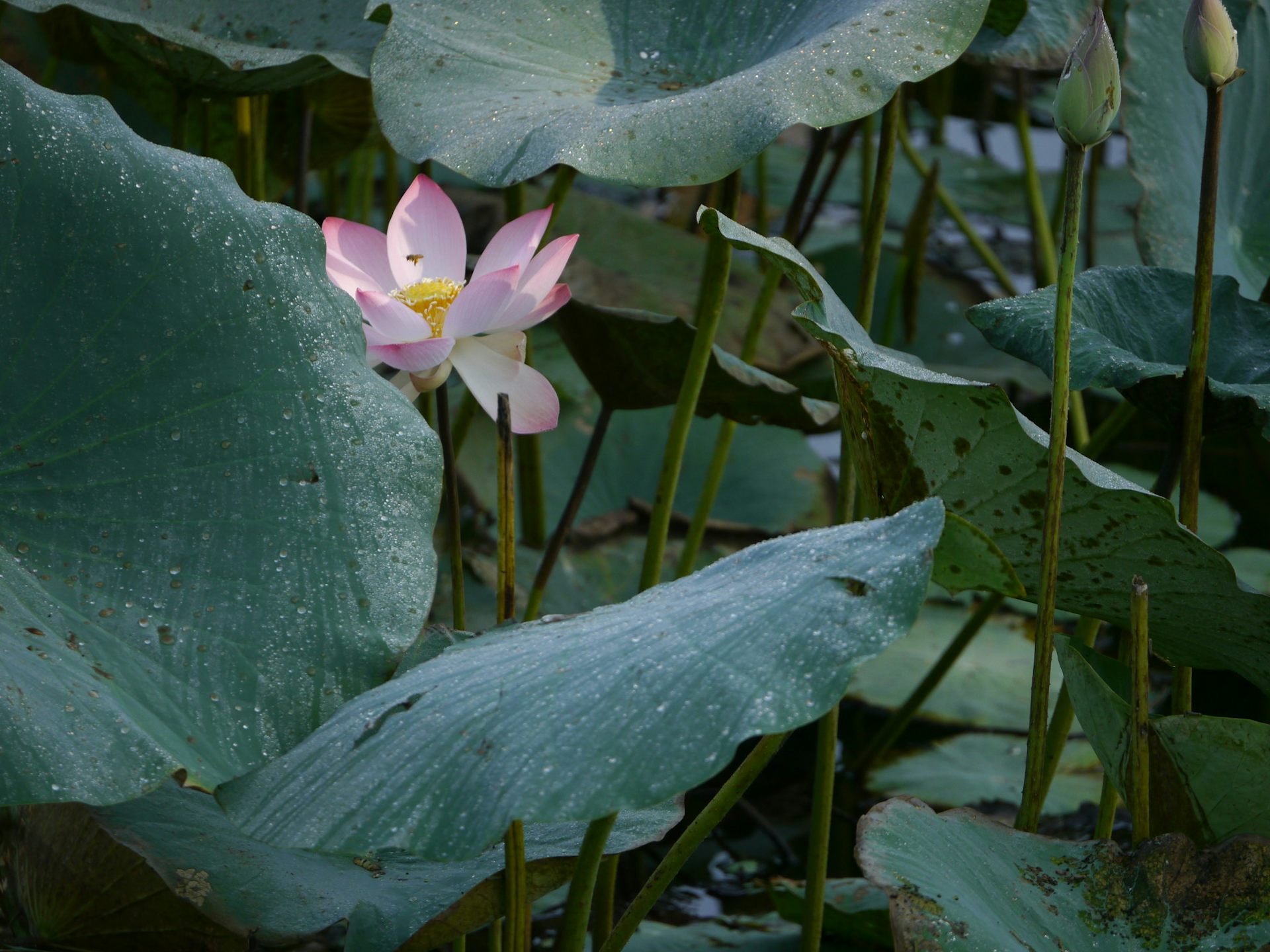 feuilles et fleurs de lotus