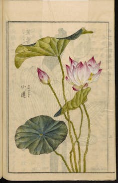 dessin botanique