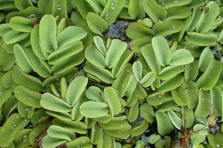 fougère d’eau salvinia