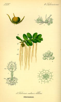 dessin botanique de Salvinia natans