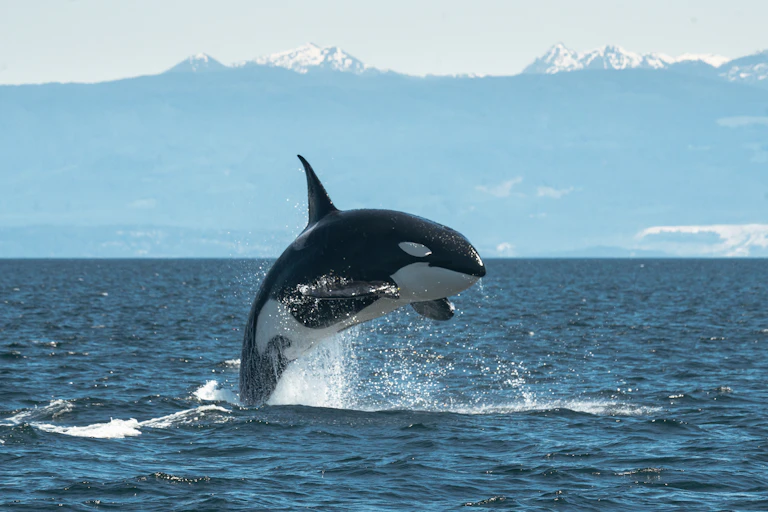 orca leaping.