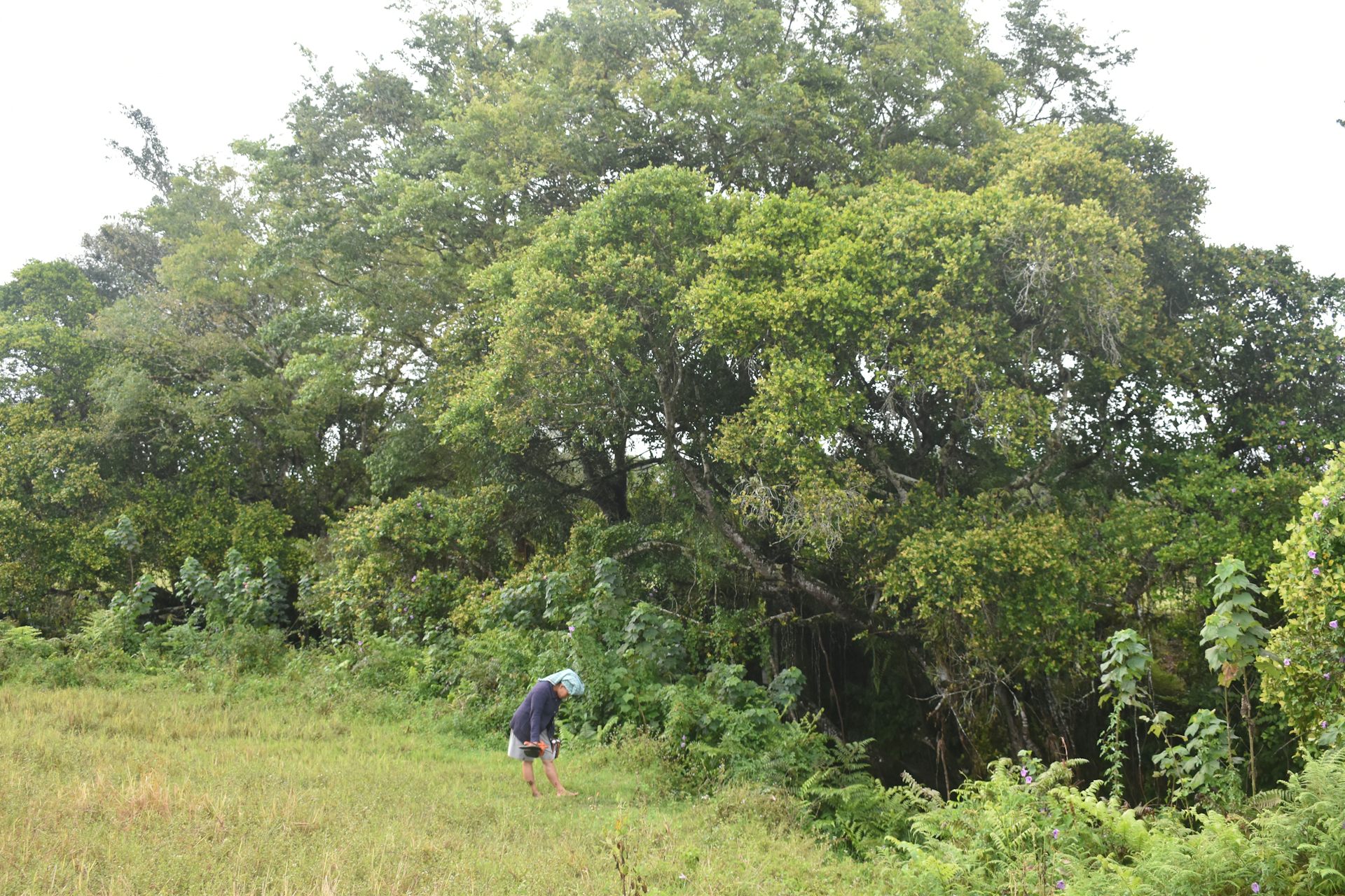 Sisa konflik TPL: Hutan dikembalikan, tapi perempuan masih menanggung beban ganda