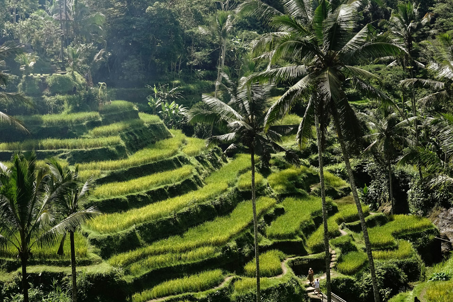 Pertanian padi di daratan Bali