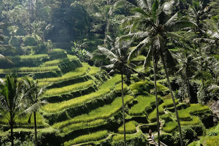 Pertanian padi di daratan Bali