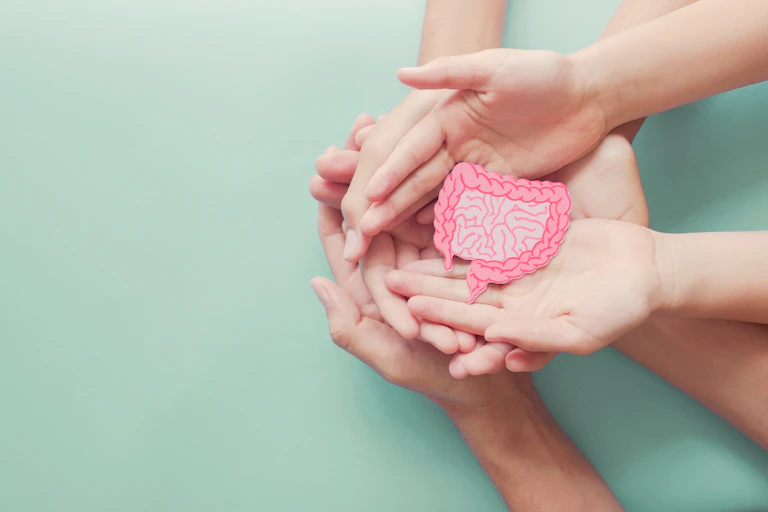 A photo of hands holding a cardboard cutout of the human gut.