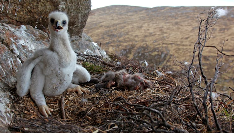 Golden eagle chick in a nest with the remains of a fox cub.